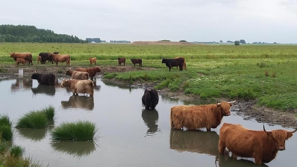 De Lauwersmeer Vogel Mit Eingezaeuntem Garten Anjum Extérieur photo